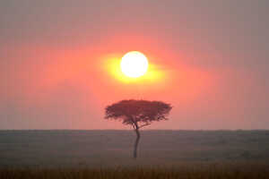 ケニア政府公認ガイドの加藤直邦さんによるサファリの魅力！の画像