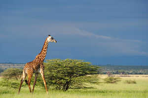 2026 ゴールデンウィークのおすすめツアー特集の画像