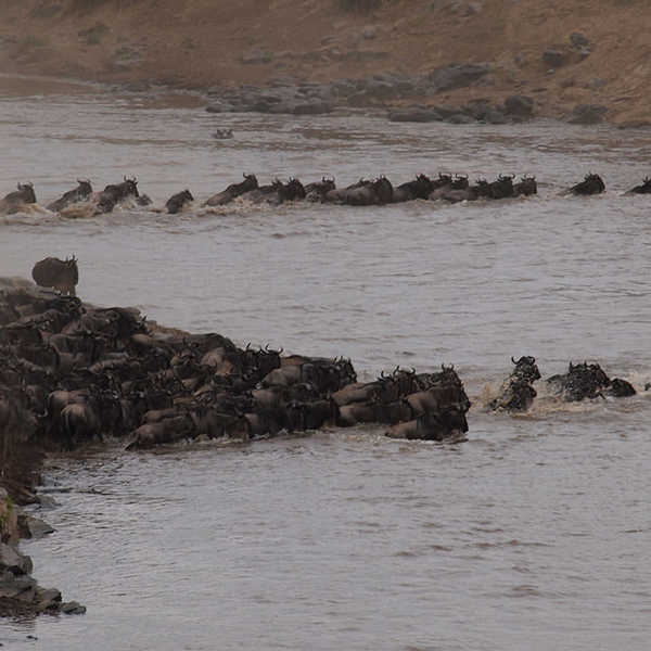 投稿写真／臆病者のヌーの大群がさんざん迷ったあげく、川を渡った瞬間をとらえた時とても感動しました。