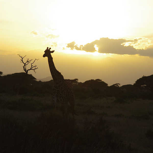 投稿写真／アンボセリ国立公園の夕陽に、「アフリカ」を感じました。