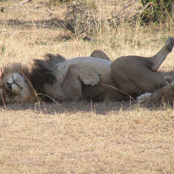 投稿写真／草食動物が枯れ草を1日食べ続けるのに ライオンはお腹いっぱい