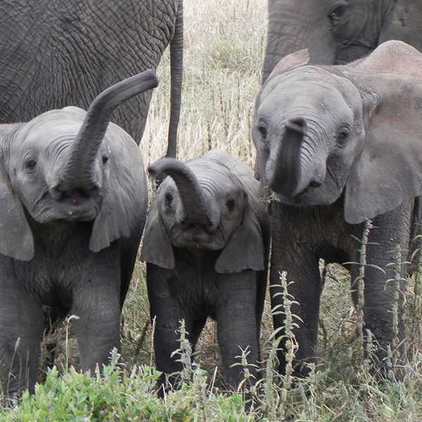 投稿写真／小象が3匹ふざけあっているのを見ていたら、近づいてきて挨拶をくれました。ラッキーかも。