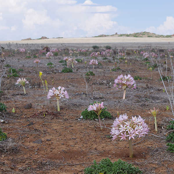 ちょっと早かったけれどブルンスビギア（March Bloom）の群生／お客様の投稿写真です。