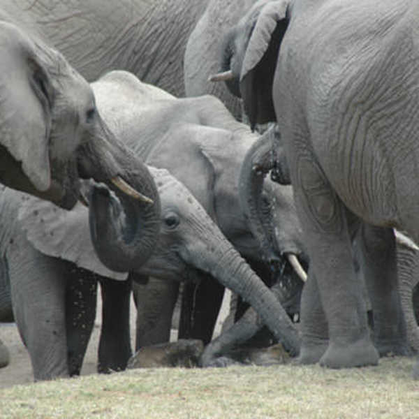 投稿写真／ゾウの親子の群れは大迫力でした！子ゾウがかわいい！