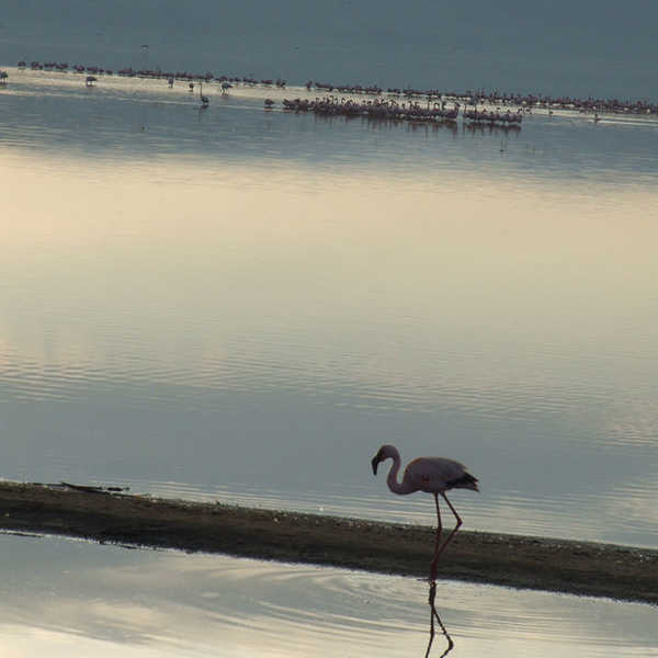 投稿写真／ナイバシャ湖での一枚。フラミンゴが朝日に照らされ、とても幻想的で美しい光景でした。