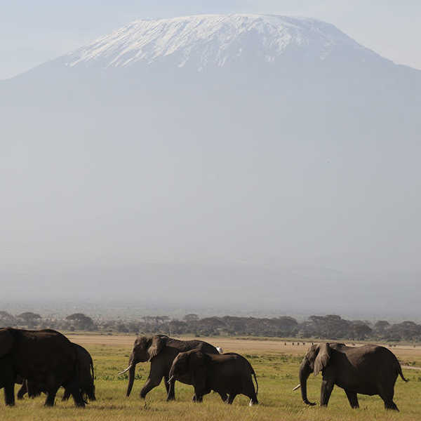 投稿写真／キリマンジャロを背景に歩く象の群れ、感動！