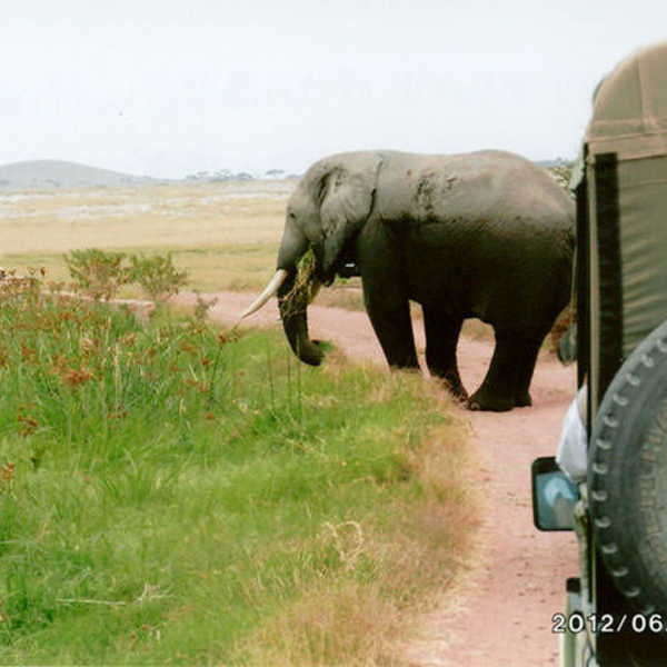 投稿写真／アンボセリ・ナショナルパークの展望台に行く途中、象が道をふさいでしばらく停車