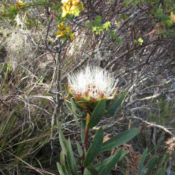 Protea Kilimandscharica at Maundi Crater／お客様の投稿写真です。