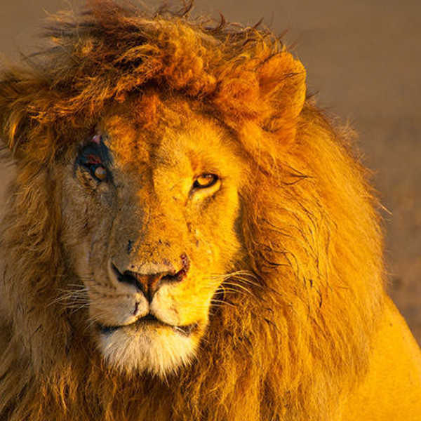 SIMBA!!!／マサイマラの朝日を浴びたライオンキング。傷は勲章！