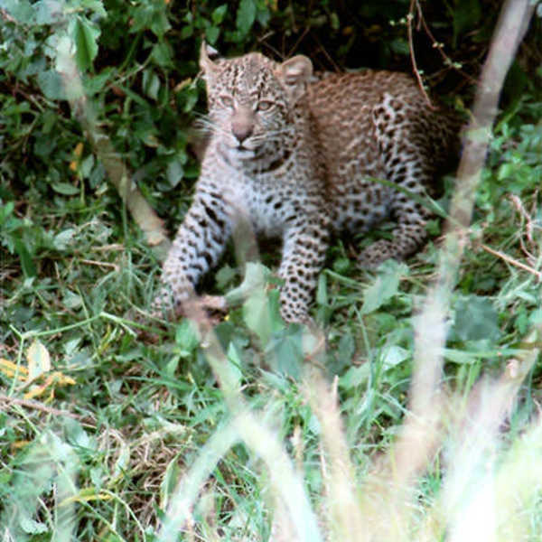 仔ヒョウがちょろちょろ。／お客様の投稿写真です。