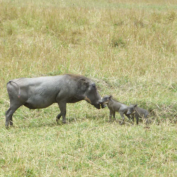 投稿写真／ママについて巣穴から出てくるイボイノシシの兄弟