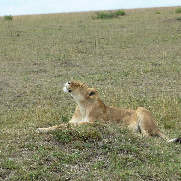 投稿写真／お昼寝から目覚めた雌ライオン