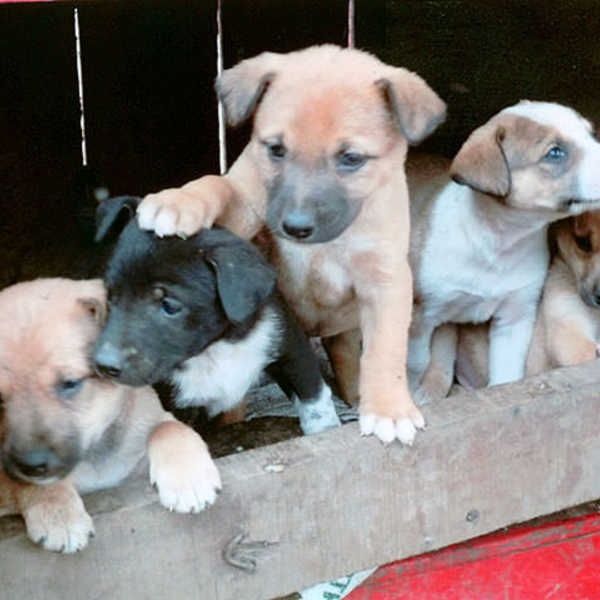 マサイ村の仔犬たち／お客様の投稿写真です。