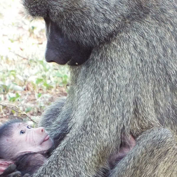 投稿写真／親子の愛情や絆は、人間もサルも全く同じですね！