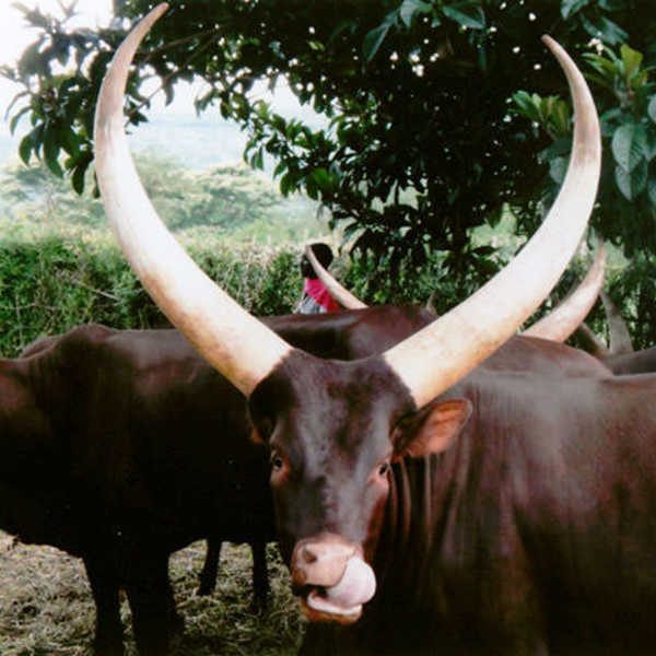 ンシェニ村で出会ったアンコーレ牛／角が印象的でした。