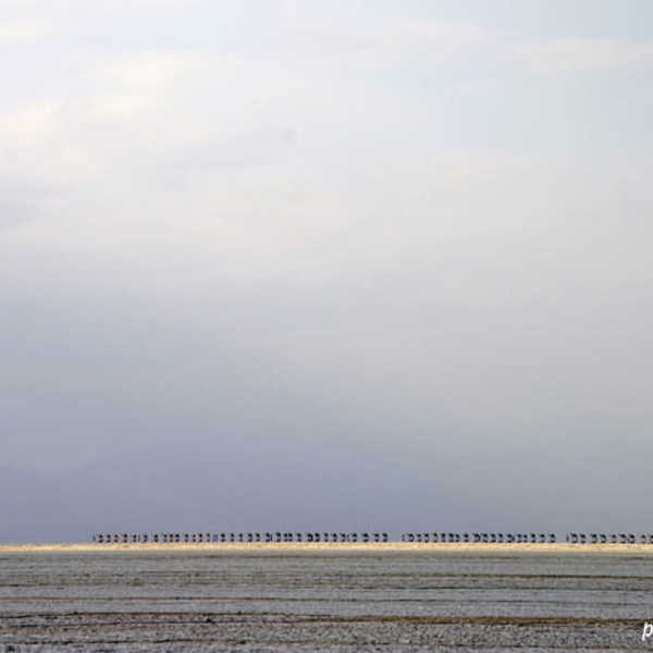 ダナキル砂漠を行く延々と続くラクダのキャラバン／遠くに長く続くラクダのキャラバンと蜃気楼に感動。