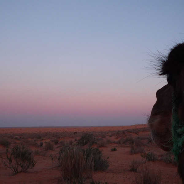 投稿写真／ラクダの長い睫、一緒に砂漠の月を見る珍しい時間