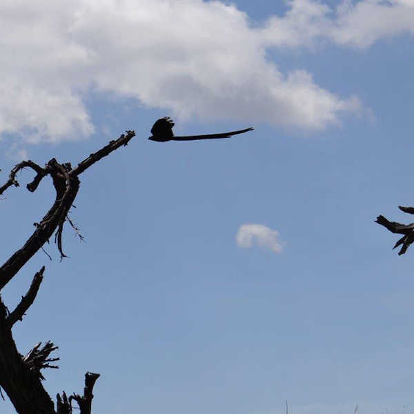 繁殖期のオスのコクホウジャク／お客様の投稿写真です。