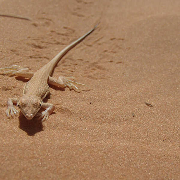 砂漠にも色々な生き物がいました／お客様の投稿写真です。
