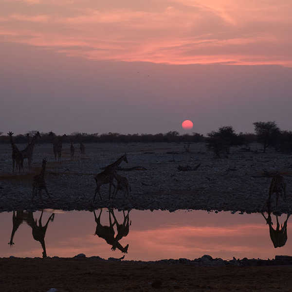 エトーシャ国立公園の夕日とキリン／お客様の投稿写真です。
