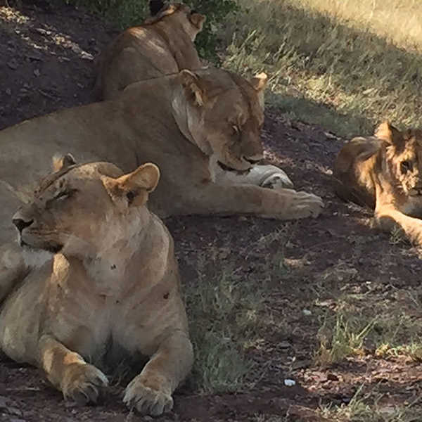 セレンゲティのグルメティ地区でのサファリ／お客様の投稿写真です。