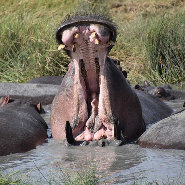 投稿写真／ンゴロンゴロ自然保護区でカバの大あくび！