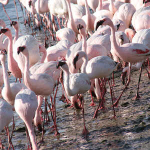 子ネコちゃん 様のお写真