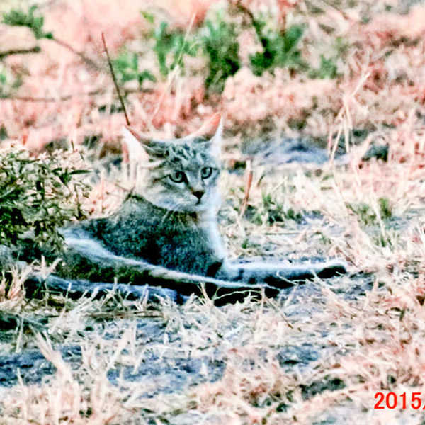 アフリカン・ワイルドキャット／夕方のサファリを終えてロッジに戻る時に見られました。家ネコと同じみたいですが精悍です。