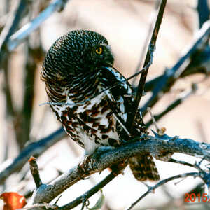 吉野 様のお写真