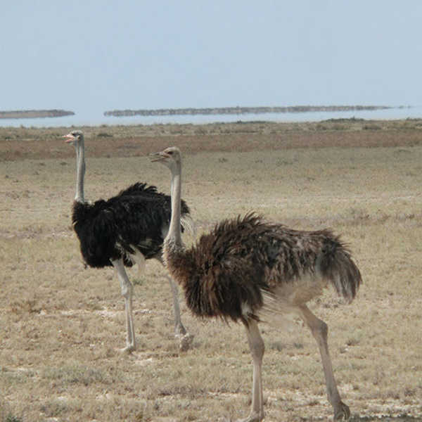 ダチョウと蜃気楼／動物も大地そのものもナミビアの見どころだと感じました。