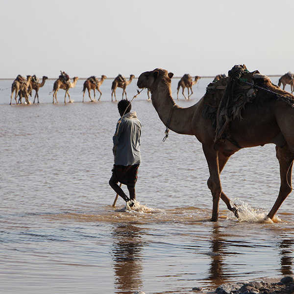 ダロールのキャラバン／ラクダのキャラバンは水の大地を ゆっくりと歩く。