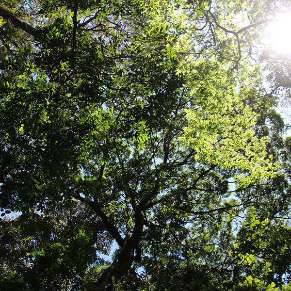 カカメガの森／ずっと歩いていたい、静かで優しい、心落ち着く森、カカメガ。