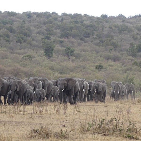 マサイ・マラで出会った象の群れ／マサイマラではたくさんの動物に出会えました。