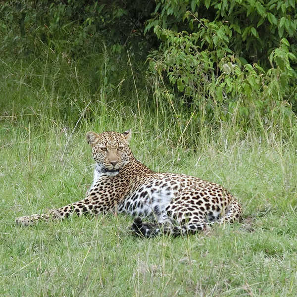 悠然と草の上でくつろいでいるヒョウ／お客様の投稿写真です。
