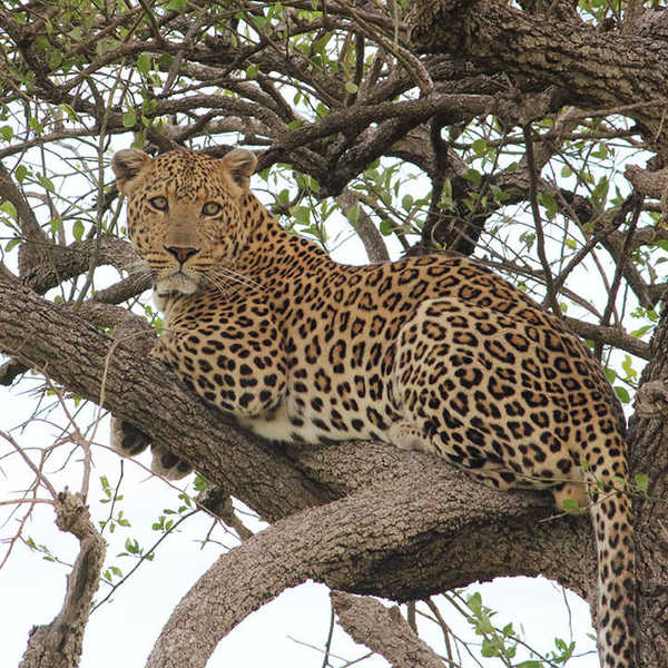 ヒョウと目が合い、思わず背筋がぞくり。／お客様の投稿写真です。