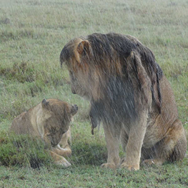 雨季ならではの一枚／雨の中、ジッと耐えるライオン。雨上がりには体を温める為にじゃれ合う子ライオン達も見れました。