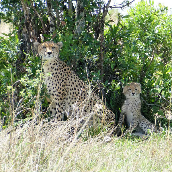 マサイマラ国立公園で出会ったチーターの親子／母チーターの真似をする子チーター