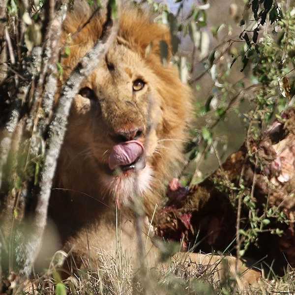 バッファローをむさぼり食べる雄ライオン3／お客様の投稿写真です。
