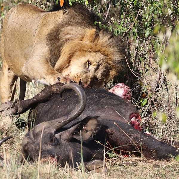 バッファローをむさぼり食べる雄ライオン1／サファリカーの囲む茂みの中、大腿骨をくわえ、腱を食いちぎり、血を浴びて、弱肉強食そのもの。自然の真実を感じました。