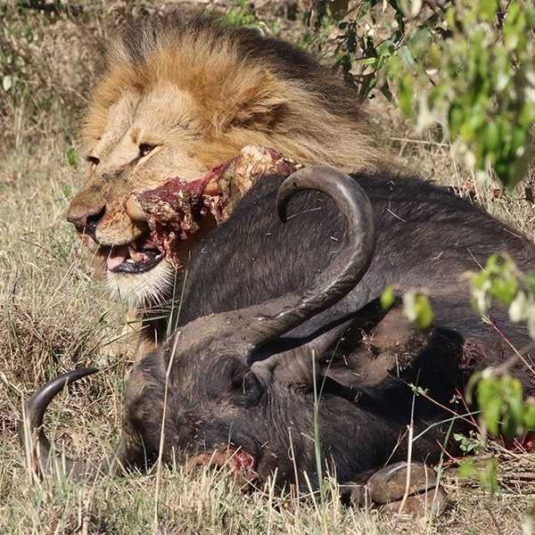 バッファローをむさぼり食べる雄ライオン2／お客様の投稿写真です。