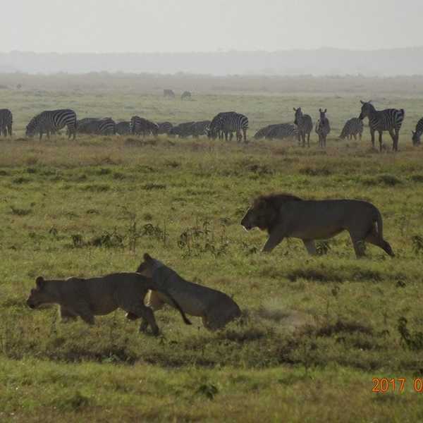 早朝のアンボセリ／アンボセリの朝です。朝日を浴びた動物たちの姿を撮りました。意外とライオンとシマウマの距離が近いです。ライオンは悠々と前を歩いていきました。こんなに近くで草を食べてて大丈夫なんでしょうか、シマウマ達？