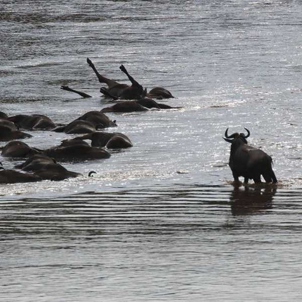 呆然自失／多数のヌーたちが、マラ川の渡河に閉口して、新天地を目指すのに、急流に、流されて、下流の、中州にたどり着いたが、仲間の溺死体を見て立ち竦むヌー。大自然は、弱きものは淘汰される厳しい現実。
