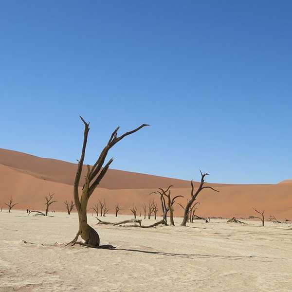 ナミブ砂漠：デッドフレイ／死んだ川。ダリかキリコか、絵画のなかに入っているような、体験しないとわからない感覚。どっちを向いても非日常の風景が広がっている。