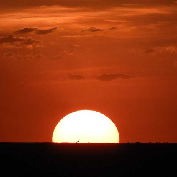 大地に沈む夕陽と動物たち／日本では、ほぼ大地に沈む夕陽はみれない。ケニアは赤道直下のためか、太陽も幾分大きくみえました。これを見てると、もっと長くアフリカにいたくなる気持ちになりますね。