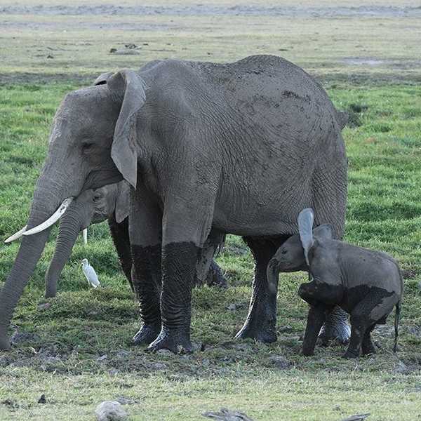 象の親子の絆／初日から、象は沢山見ましたよ。象好きにはたまらないはず。親子の絆？母親は常に外敵から子供を守って動いてます。何かあれば、体を張る覚悟が。。。