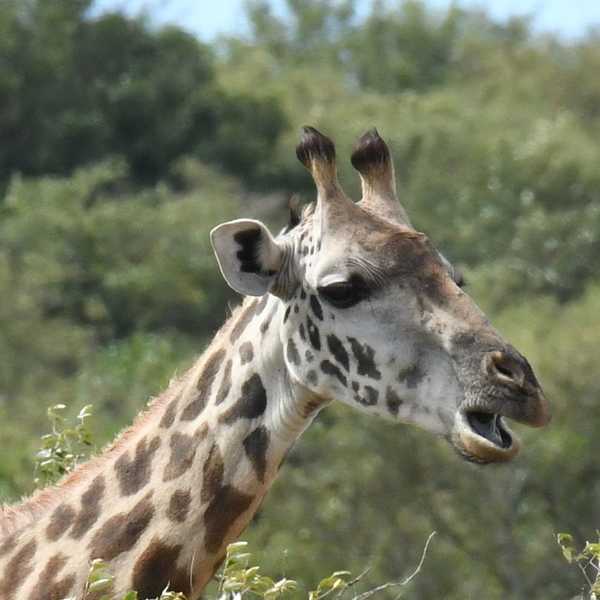 大好きなキリン　なにか御用？／動物園でしか見たことない大好きな麒麟が、何匹もこんな目の前で見れる。。。それも何匹も。麒麟は寝る時も立って寝るのに、この時はホットしてか座ってる者も。