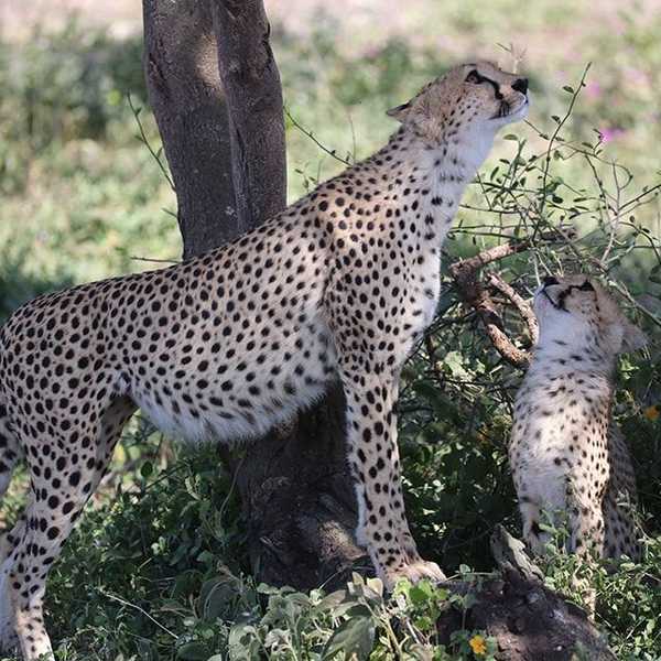 チーターの親子が見上げる先は…／雨が降らずヌーの親子はほとんど居ないけど親子や単独のチーターが複数回見れてチーター好きには天国です。