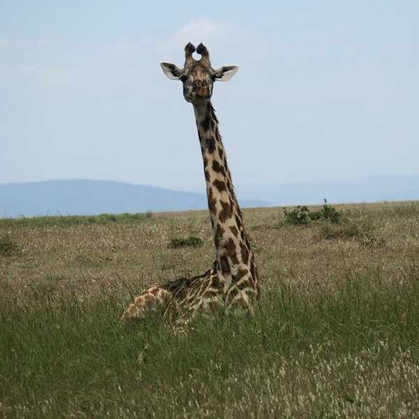 sitting giraffe! 珍しいよ／…とジョンさんに言われて前を見ると、座っているキリンが。せっかく休んでいたのに、私達の車が近づいたら立ち上がって仲間の方へ行ってしまいました。