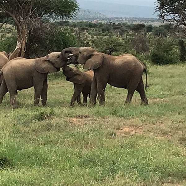 なかよし／ケニアでのサファリ中にゾウの家族に遭遇。特に子供達は、まるで人間の子供のようにふざけて遊んでいる姿が印象的でした。