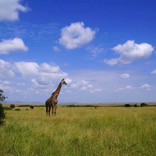 マサイマラの大草原／天気が良くて綺麗な景色でした　雨季でサバンナグラスが生い茂り空も澄んでいます